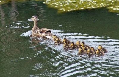 Mother duck and ducklings at Rowan Fossil Park